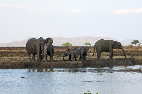 Arusha: 4 giorni di safari nel Serengeti e nel cratere del NgorongoroSafari privato