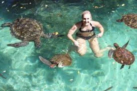 Nadar y alimentar a las tortugas marinas en el acuario de Baraka