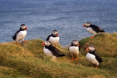 Von Edinburgh: Papageientaucher-Bootsfahrt & Tantallon Castle