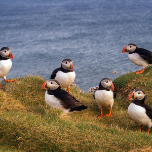 From Edinburgh: Puffin Boat Trip & Tantallon Castle
