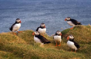 Von Edinburgh: Papageientaucher-Bootsfahrt & Tantallon Castle