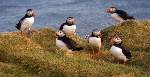 From Edinburgh: Puffin Boat Trip & Tantallon Castle