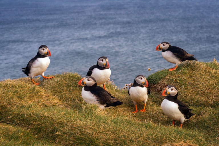 From Edinburgh: Puffin Boat Trip & Tantallon Castle