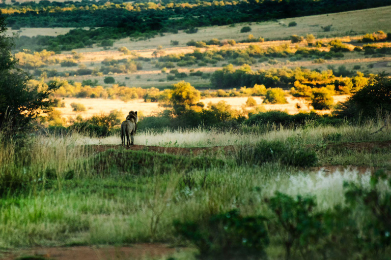 Pilanesberg Tour Big 5 hunt Pilanesberg Tour Big 5 hunt