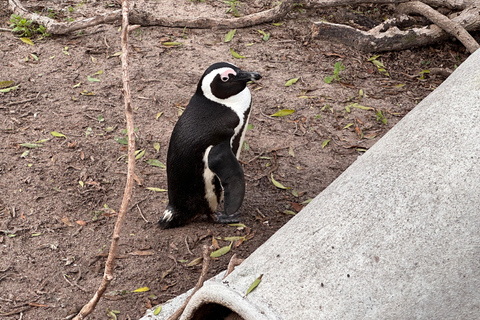 Cape Town Table Mountain Penguins & Cape Point All-inclusive