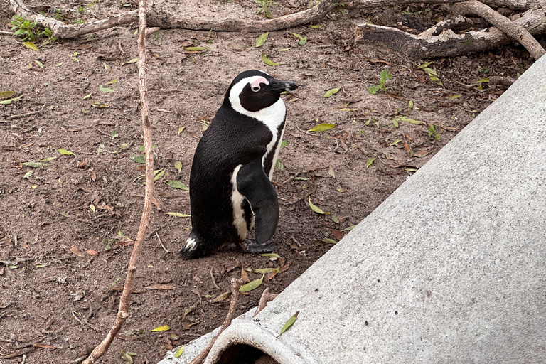 Cape Town Table Mountain Penguins & Cape Point All-inclusive
