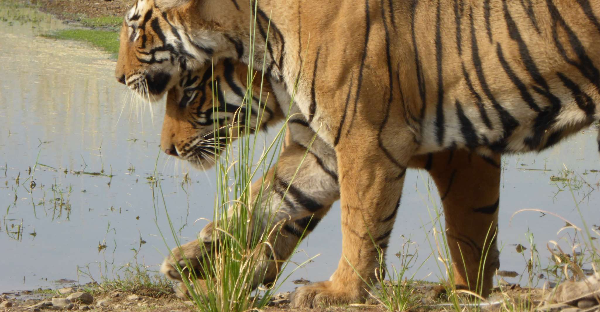 Ranthambore, Ranthambore National Park Safari - Housity