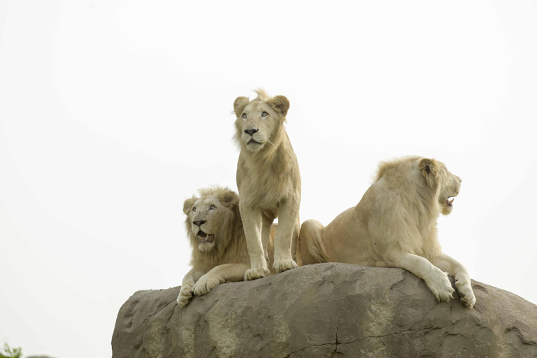 Dubai: Dubai Safari Park ToegangspasSafari Park Pas