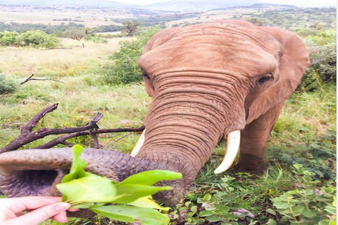 CAPE TOWN: PRYWATNE SAFARI W REZERWACIE GIER AQUILAZ Kapsztadu: Wycieczka w obie strony do Aquili z przejażdżką do gier