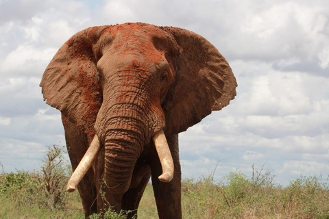 Tsavo East;2 days 1 night Amazing Safari. Tsavo East;2 days 1 night Amazing to Tsavo East