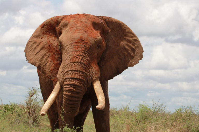 Tsavo East;2 days 1 night Amazing Safari. Tsavo East;2 days 1 night Amazing to Tsavo East