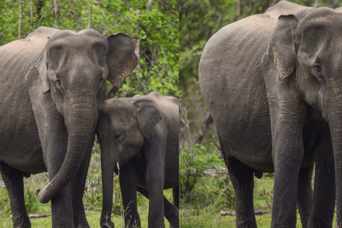 Anuradhapura: Wilpattu Safari, Kalu Diya Pokuna & Mihintale Stranded Budget Package