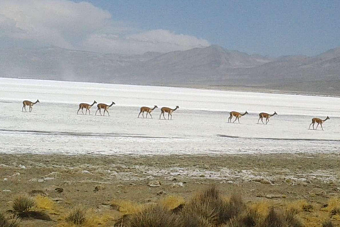Arequipa Salinas Lagoon | Laguna de Salinas | Salk Lake