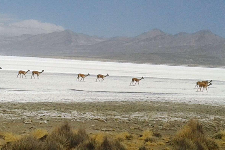 Arequipa Salinas Lagoon | Laguna de Salinas | Salk Lake