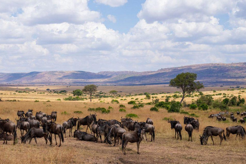 3-dniowe safari Masai Mara z balonem na gorące powietrze $ szampanMasai Mara; Safari balonem na ogrzane powietrze i śniadanie z szampanem