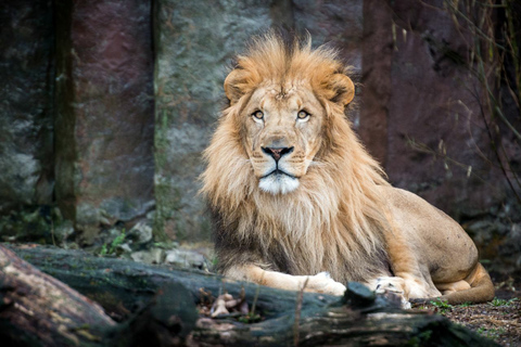 Boston: Inträdesbiljett till Franklin Park Zoo