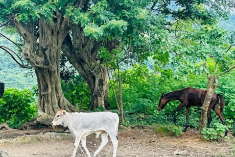 Nadi: Wycieczka do wodospadu z przekąskami i lunchemNadi: Wycieczka do wodospadu z poczęstunkiem i lunchem