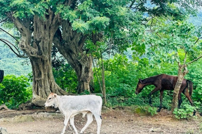 Nadi: Wycieczka do wodospadu z przekąskami i lunchemNadi: Wycieczka do wodospadu z poczęstunkiem i lunchem