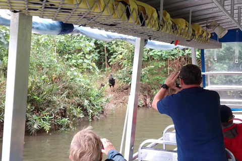 Forêt tropicale de Daintree : Croisière sur la rivière et promenade dans la forêt tropicale