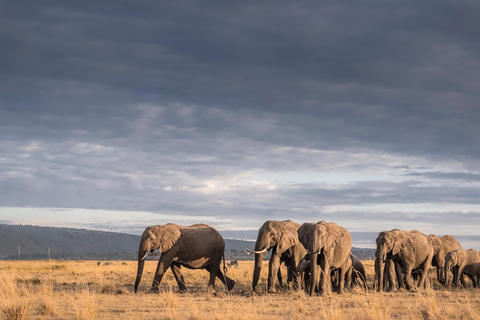 From Nairobi: 3-Day Amboseli National Park Safari