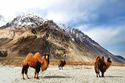 08 Días Taj Mahal Tour Con Parque Nacional HemisExcursión al Taj Mahal con el Parque Nacional de Hemis