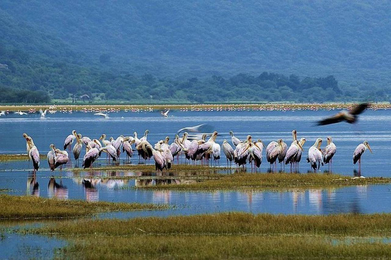 Arusha: Safári a pé pelo parque nacional com almoço