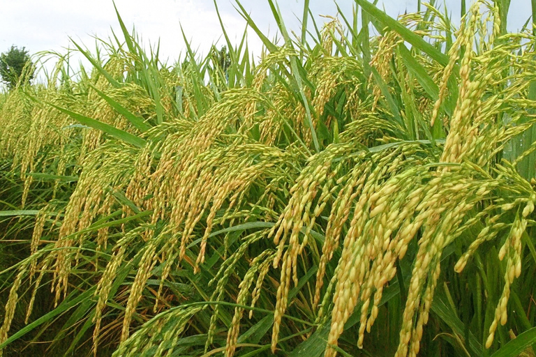 Bali: Serenity Sacred Tirta Empul, Rice Fields & Coffee