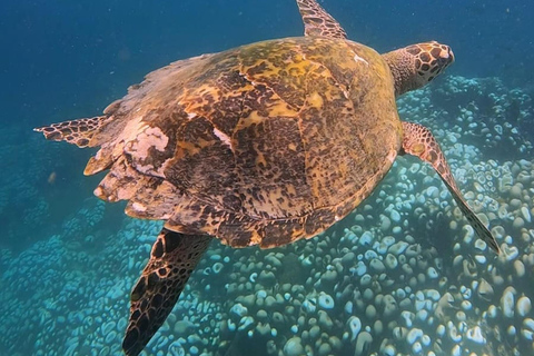 From Lombok: Full-Day Gili Gede, Rengit, & Layar Island Tour Private Tour with Meet at Harbor