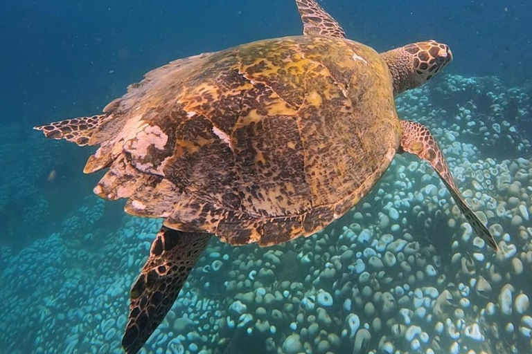 From Lombok: Full-Day Gili Gede, Rengit, & Layar Island Tour Private Tour with Meet at Harbor