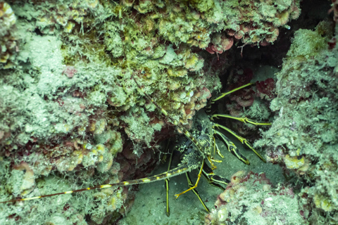 Budva: Scuba Double Dive Boat Trip for Certified Divers