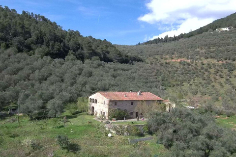 Olive Mill Tour with Oil and Food Tastings near Pisa English