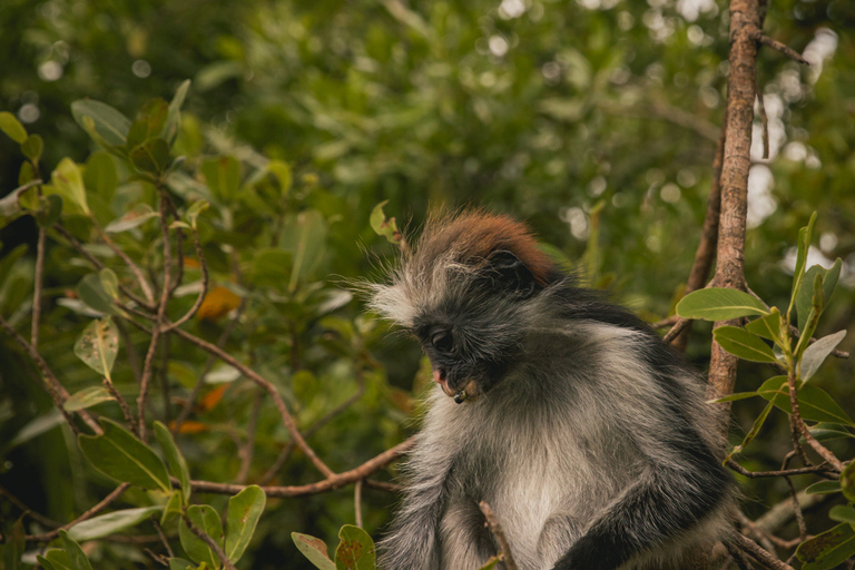 Jozani Forest Monkeys & Salaam Cave Turtles with Lunch