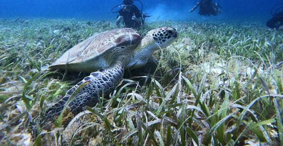 From Cozumel: Cozumel Scuba Dive at Chankanaab