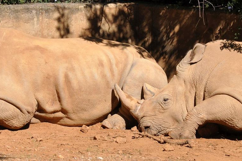 From JNB: Pilanesberg Safari incl. Lunch Full day