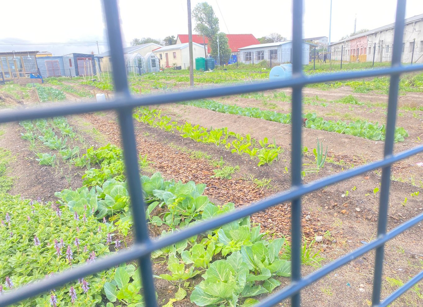 Cape Town: Byvandring i Langa Township