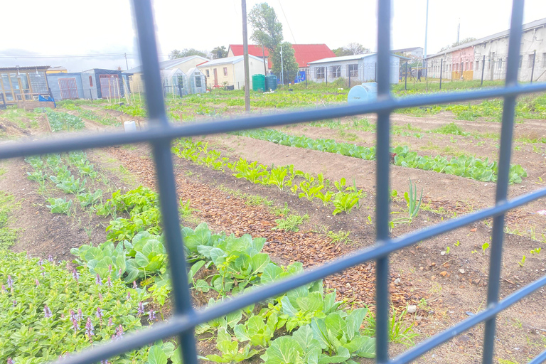 Kaapstad: Wandeltour door Langa Townshipwandeltour door langa township