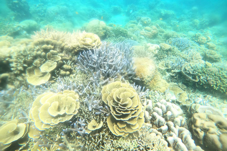 Gili Trawangan: Private Snorkeling Tour 2 Hours 3 Spot+GOPRO