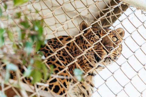 Alpin: Löwen, Tiger und Bären - Fütterungserlebnis in der Rettungsstation