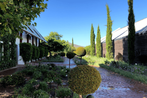 Cape Town: Stellenbosch, Franschhoek and Paarl Wine Day Trip