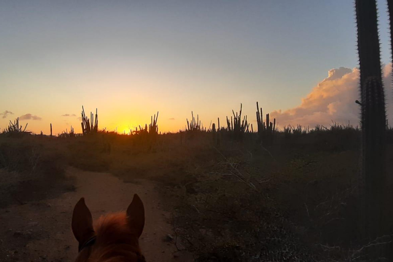 Aruba:Private 2 Hr Horseback Riding Tour For Advanced Riders