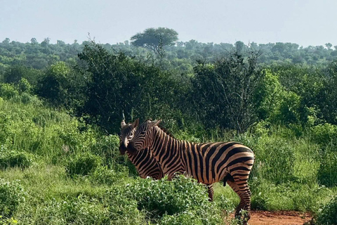 3-Day Safari in Tsavo East, Ngutuni, & Salt Lick – Big Five & Sunset Views 3-Day Safari in Tsavo East, Ngutuni & Salt Lick – Big Five & Sunset Views