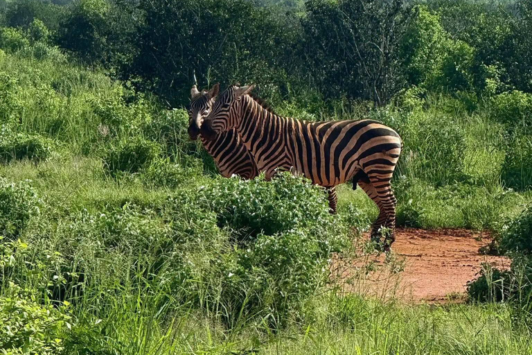 3-Day Safari in Tsavo East, Ngutuni, & Salt Lick – Big Five & Sunset Views 3-Day Safari in Tsavo East, Ngutuni & Salt Lick – Big Five & Sunset Views