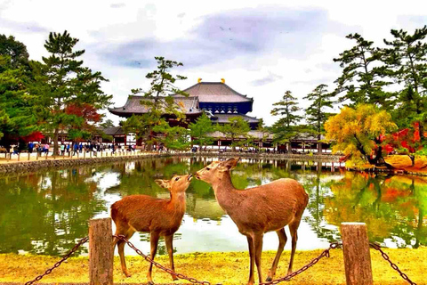Kyoto & Nara: Private Full-Day Tour with Hotel Pickup