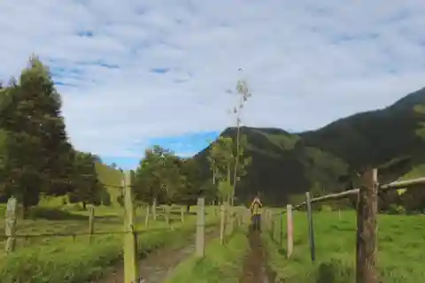 Senderismo en el Valle del Cocora desde Pereira o Armenia