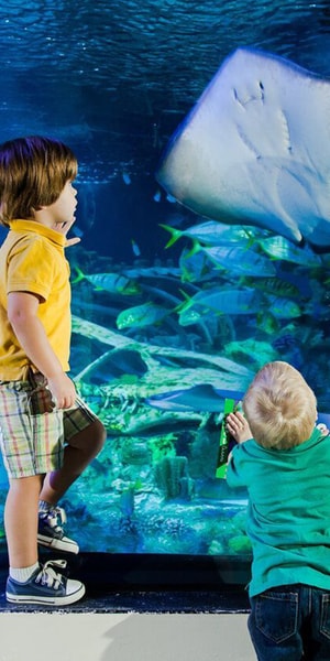 Orlando: SEA LIFE Orlando Aquarium | GetYourGuide