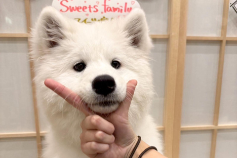 Tokyo Harajuku：30-Minute Samoyed Interaction Experience