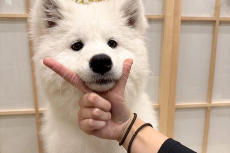 Tokyo Harajuku：30-Minute Samoyed Interaction Experience