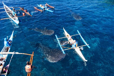 Cebu: Oslob Whale Shark Swimming and Tumalog Falls Tour - Image 2