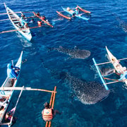 Cebu: Oslob Whale Shark Swimming and Tumalog Falls Tour
