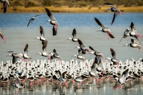 Cape Town: West Coast Birdwatching Tour with Local Guide